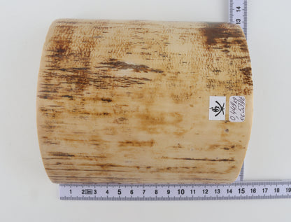 White-orange mammoth bark