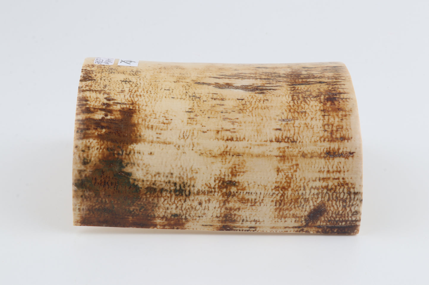 White-orange mammoth bark