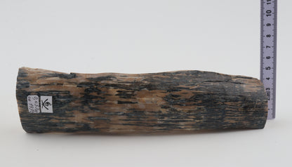 Creme-blue mammoth ivory piece
