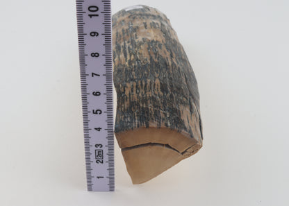 Creme-blue mammoth ivory piece