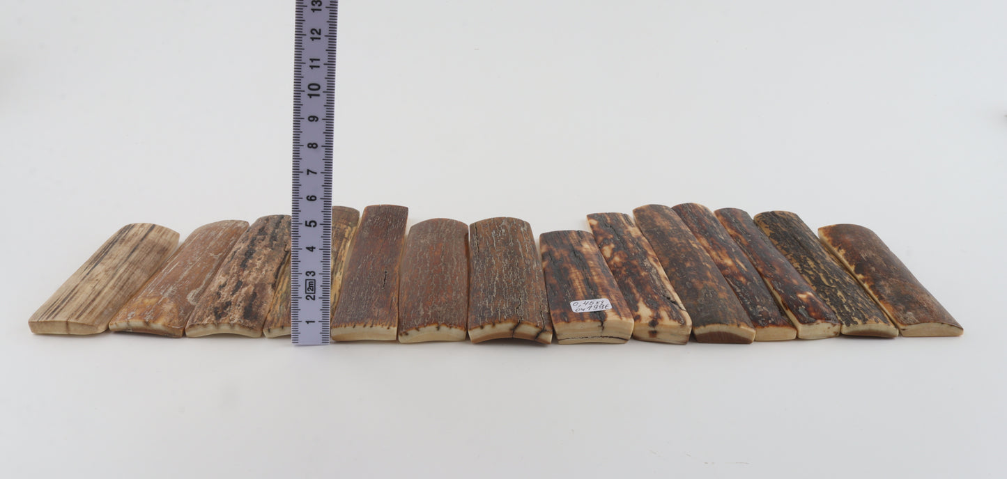 Natural woolly mammoth bark pieces