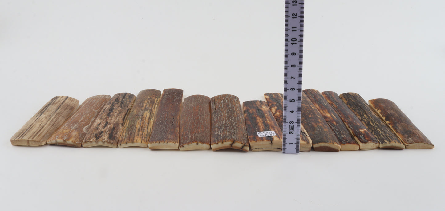 Natural woolly mammoth bark pieces