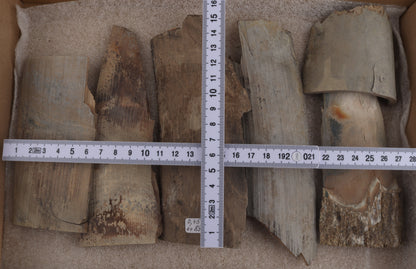 Untreated mammoth ivory pieces