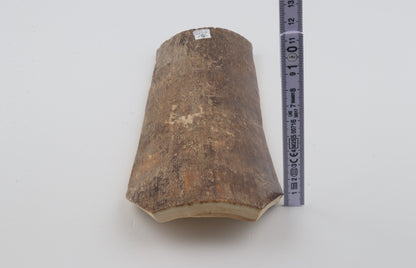 Beige mammoth bark