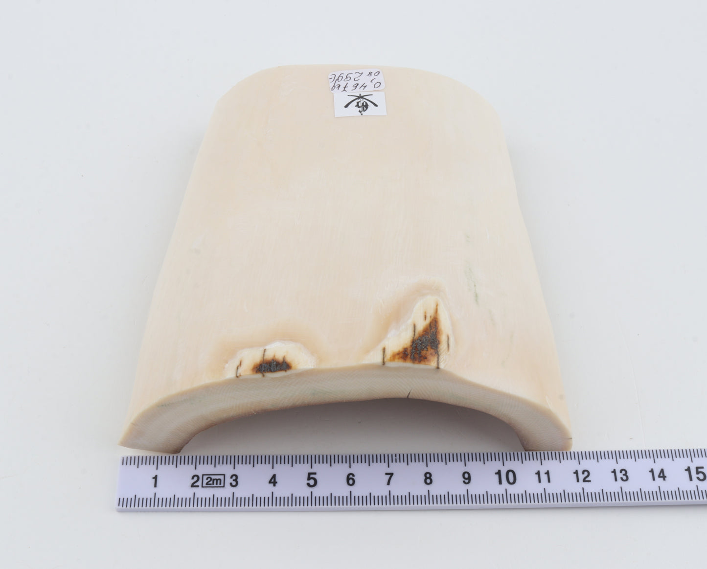 White mammoth ivory segment