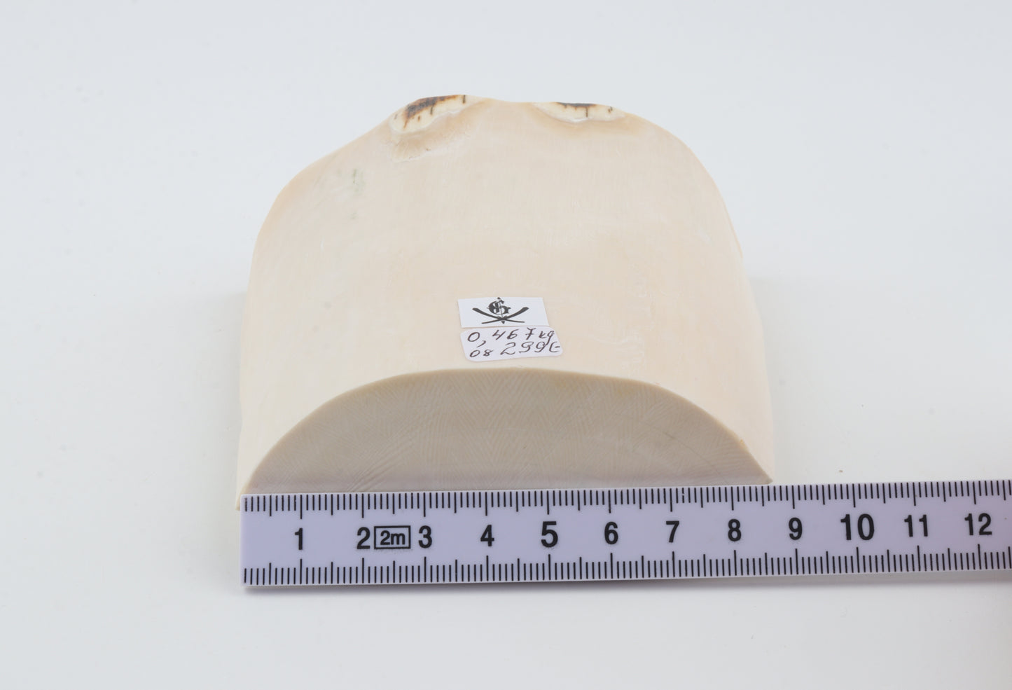 White mammoth ivory segment