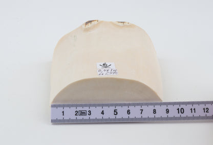 White mammoth ivory segment