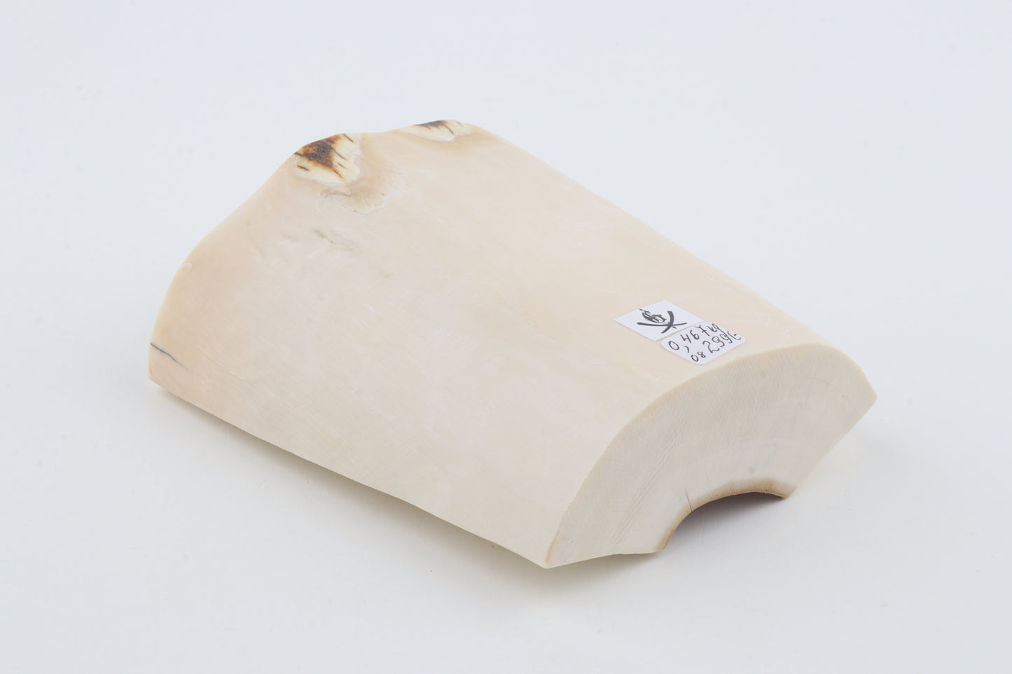 White mammoth ivory segment