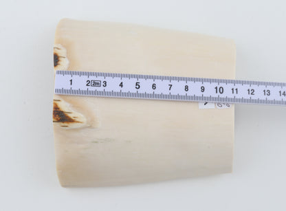 White mammoth ivory segment