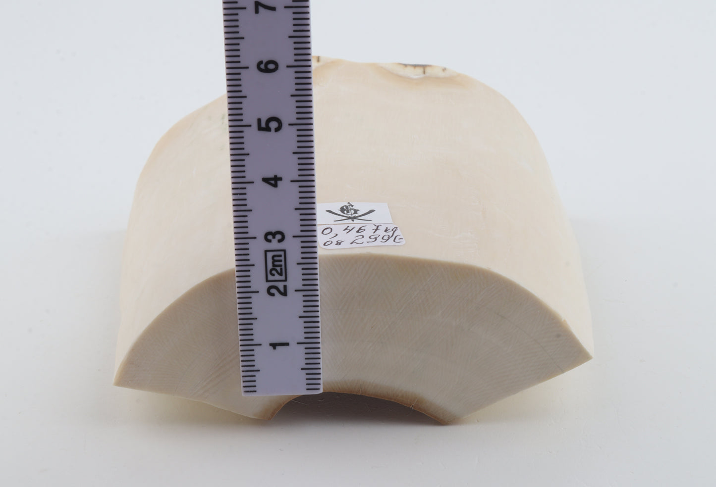 White mammoth ivory segment