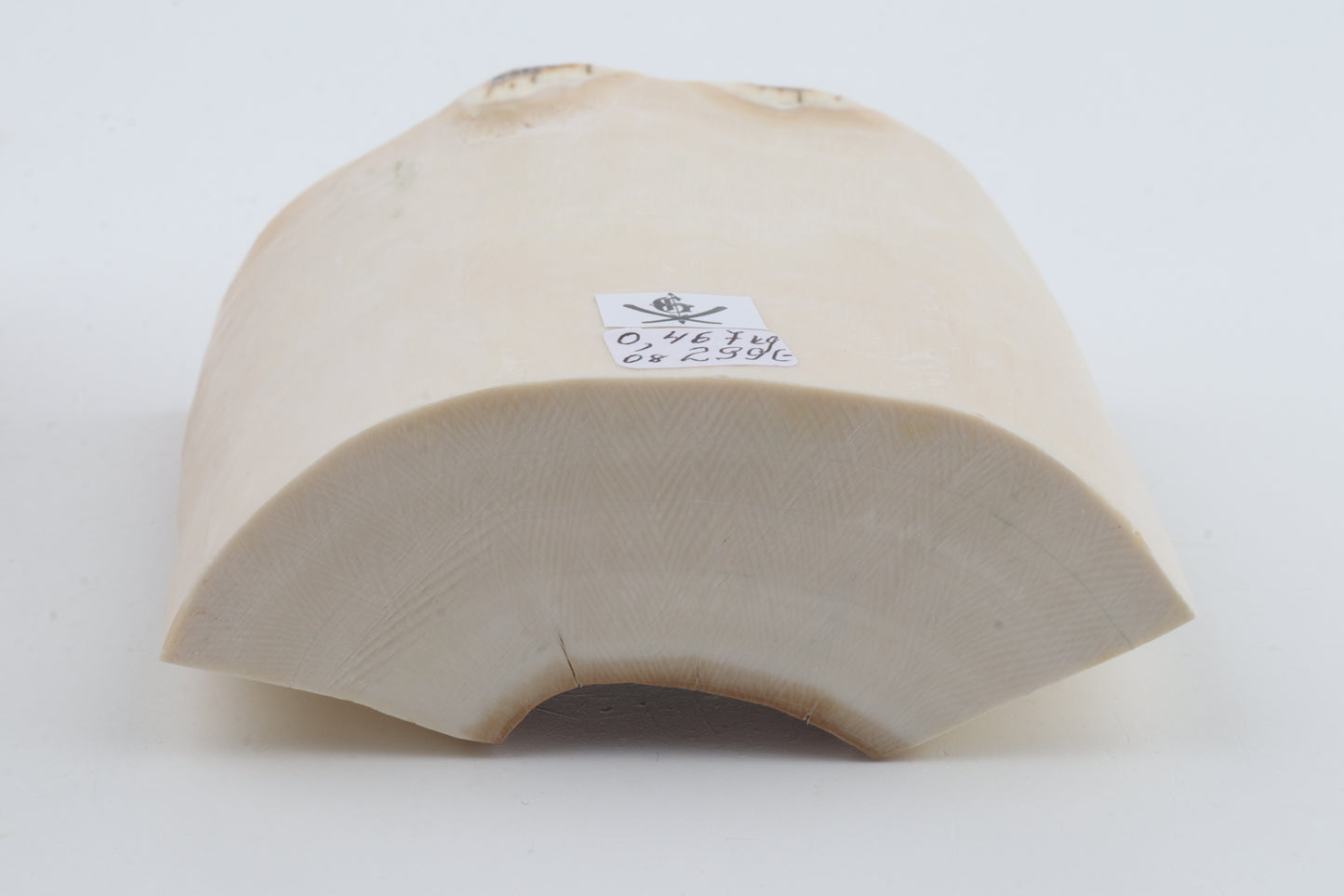 White mammoth ivory segment