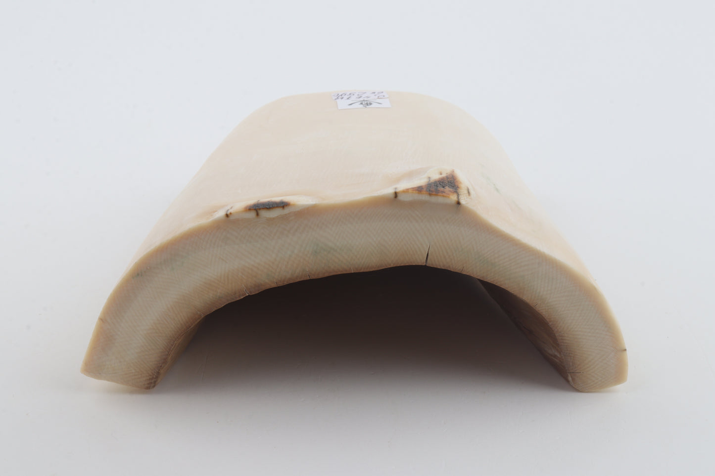 White mammoth ivory segment
