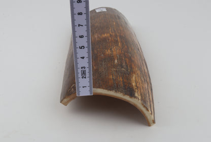 Brown-orange mammoth bark