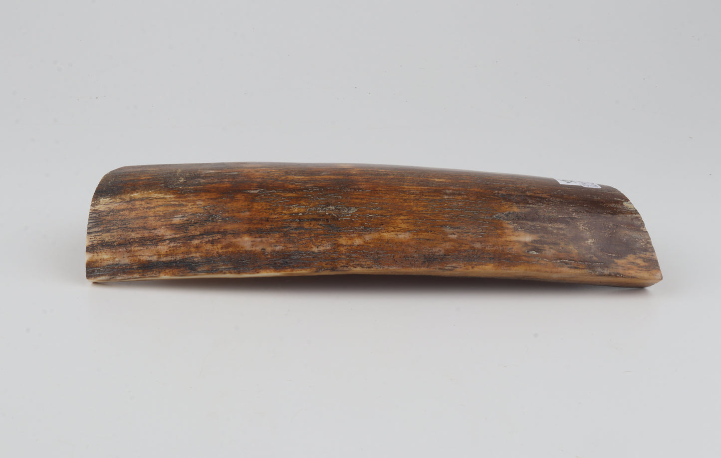 Brown-orange mammoth bark