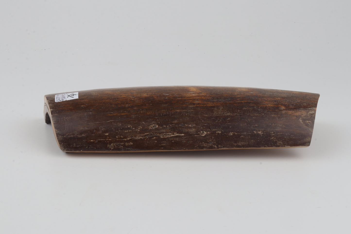 Brown-orange mammoth bark