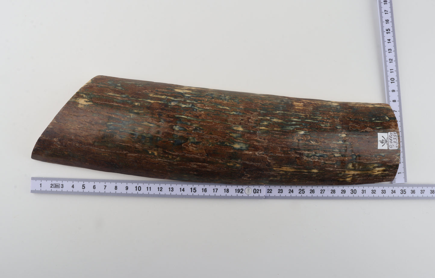 Multicolored mammoth bark