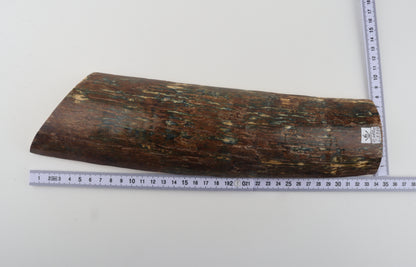 Multicolored mammoth bark