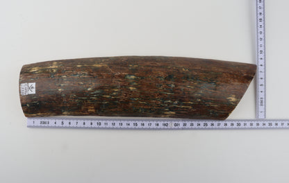 Multicolored mammoth bark