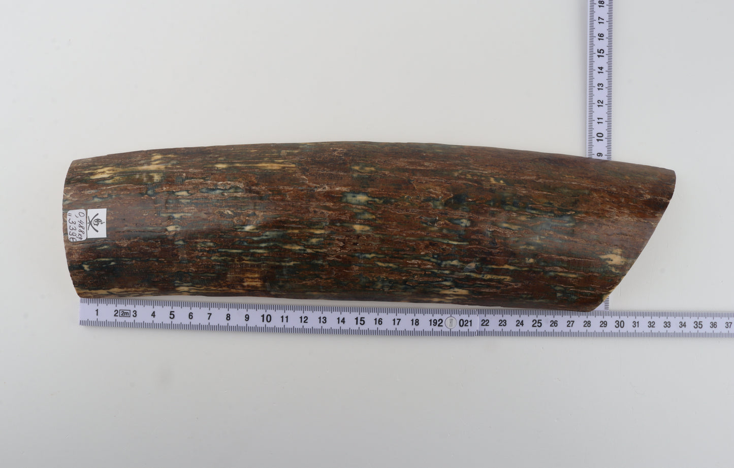 Multicolored mammoth bark