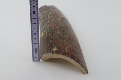 Multicolored mammoth bark