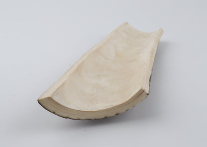 Multicolored mammoth bark