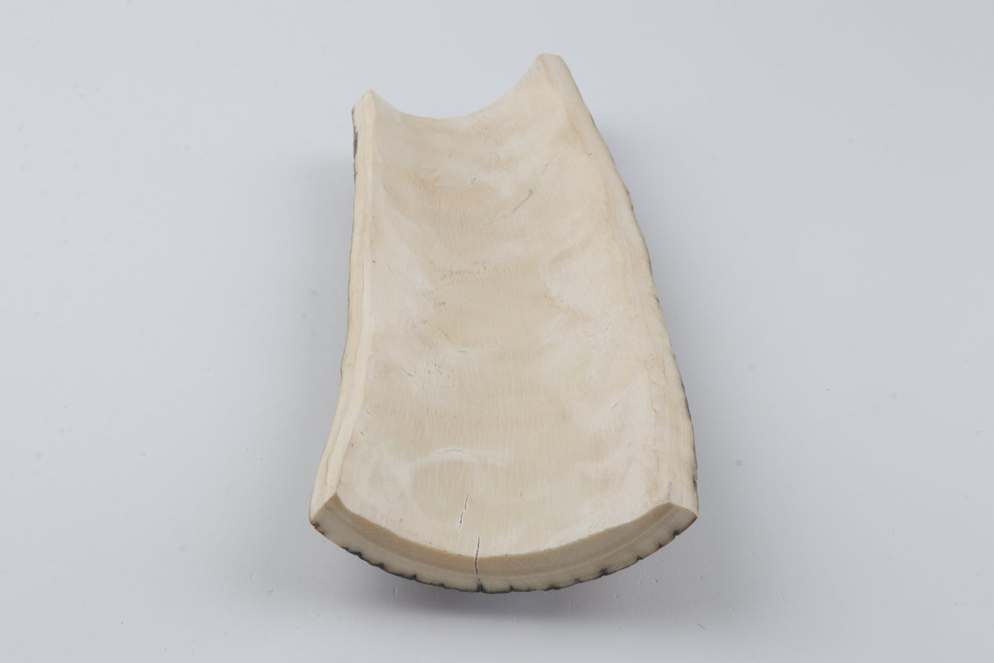 Multicolored mammoth bark