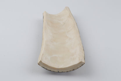 Multicolored mammoth bark