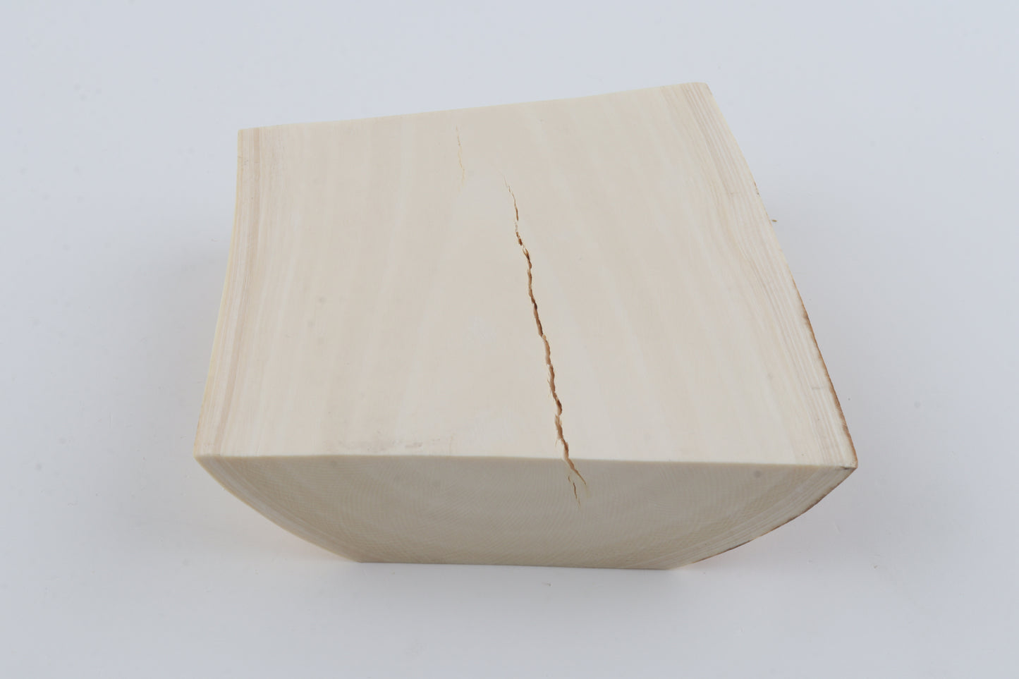 White mammoth ivory segment