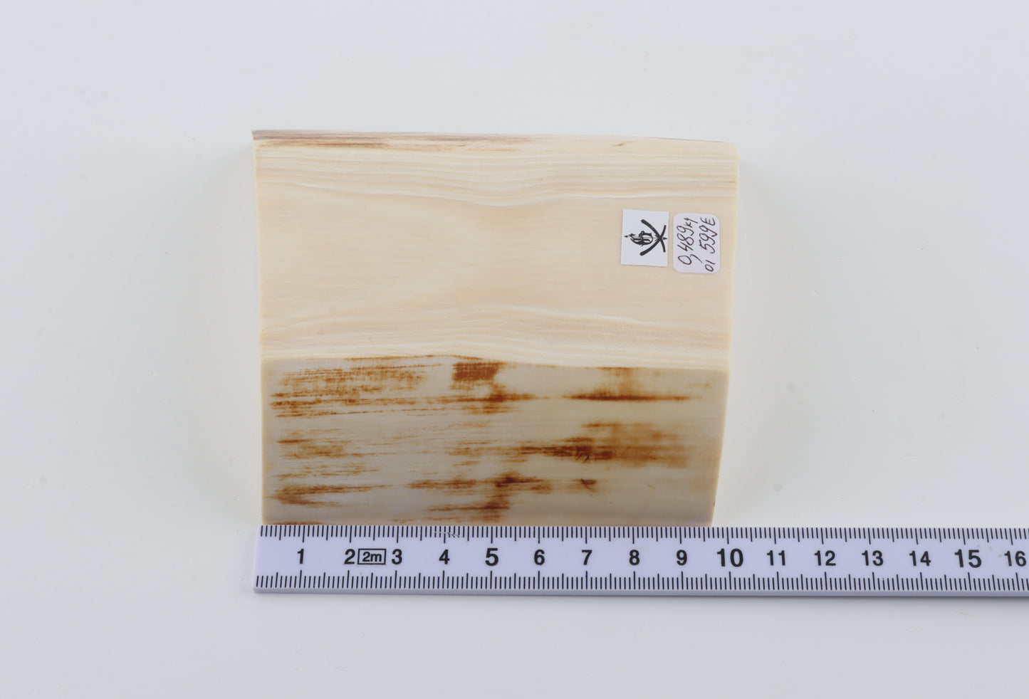 White mammoth ivory segment