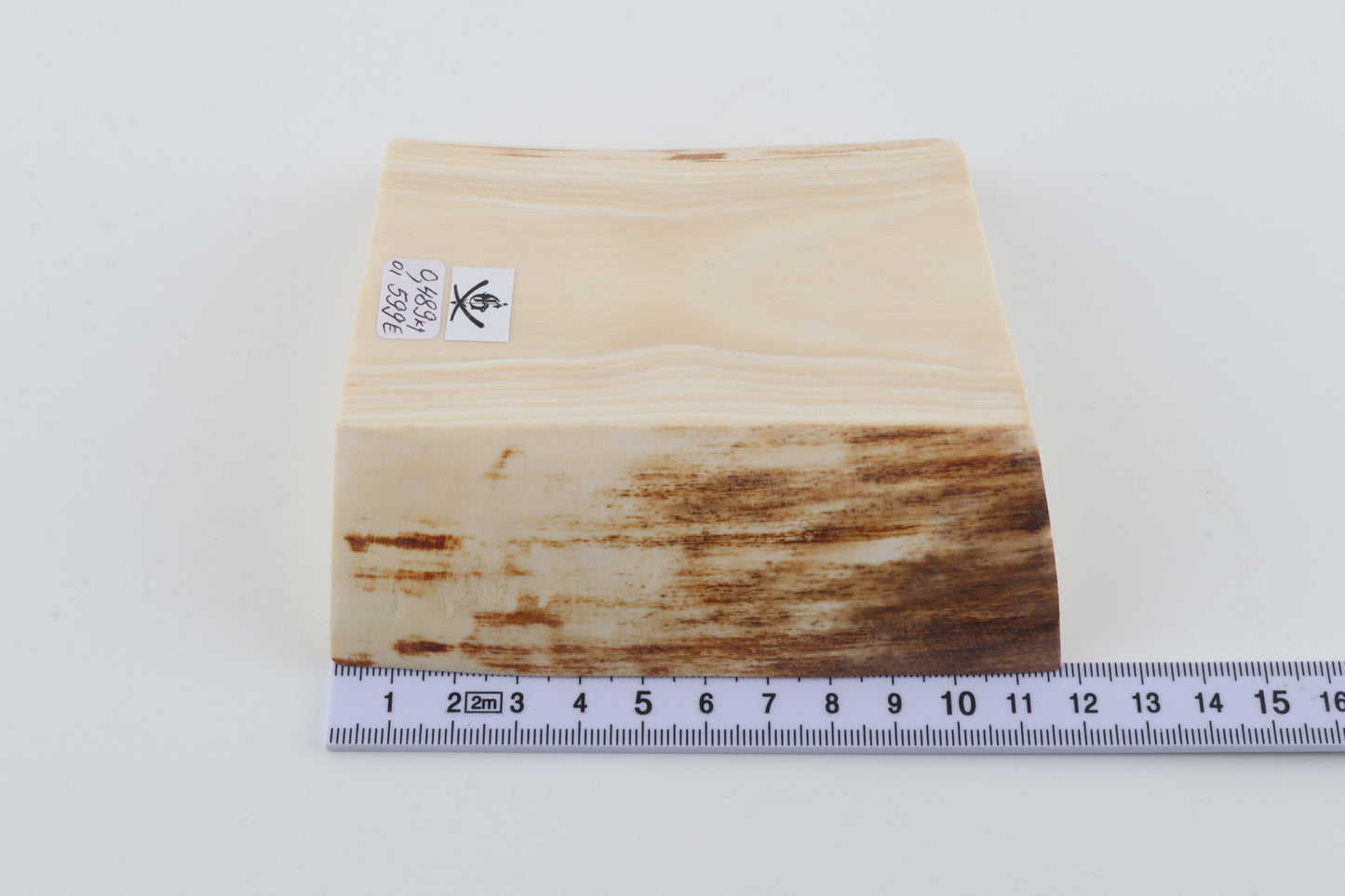 White mammoth ivory segment
