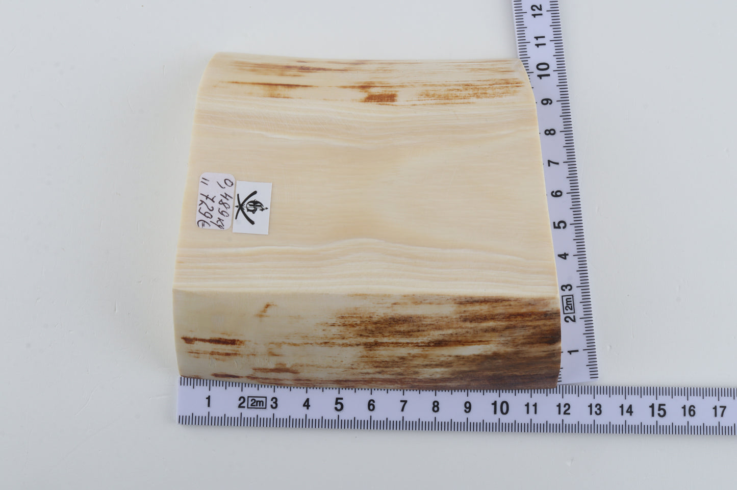 White mammoth ivory segment