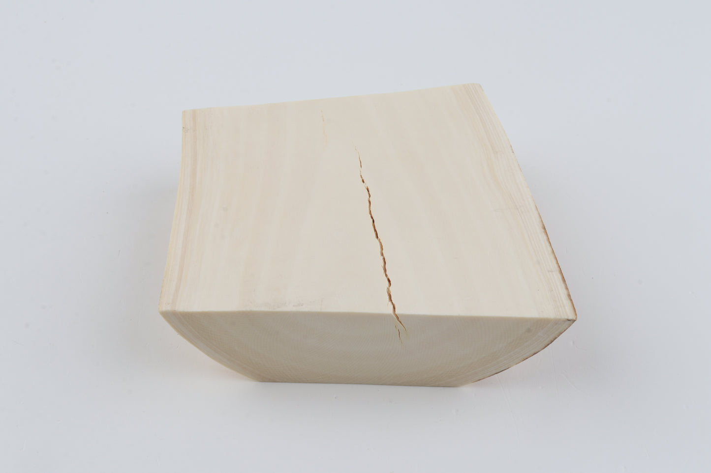 White mammoth ivory segment