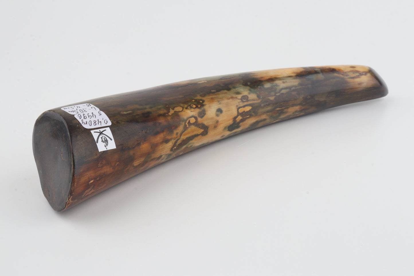 Restored woolly mamoth tusk tip