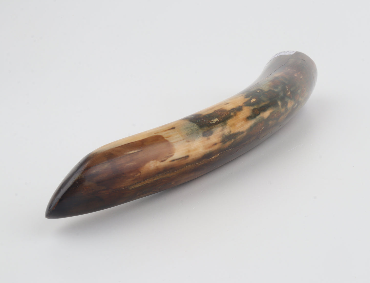 Restored woolly mamoth tusk tip