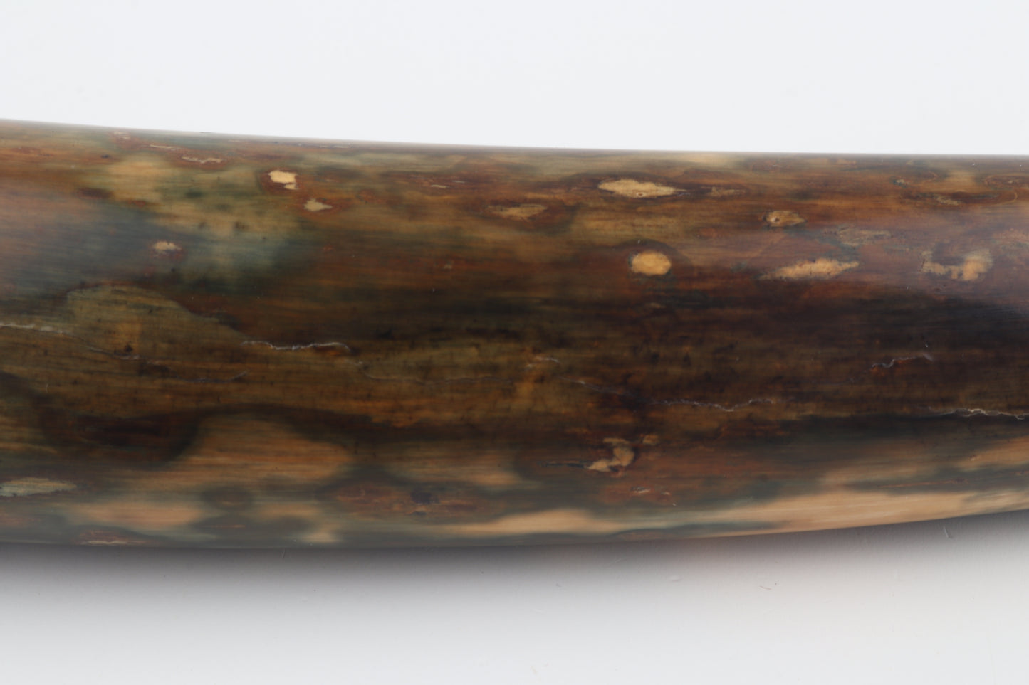 Restored woolly mamoth tusk tip