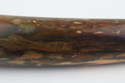 Restored woolly mamoth tusk tip