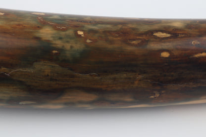 Restored woolly mamoth tusk tip