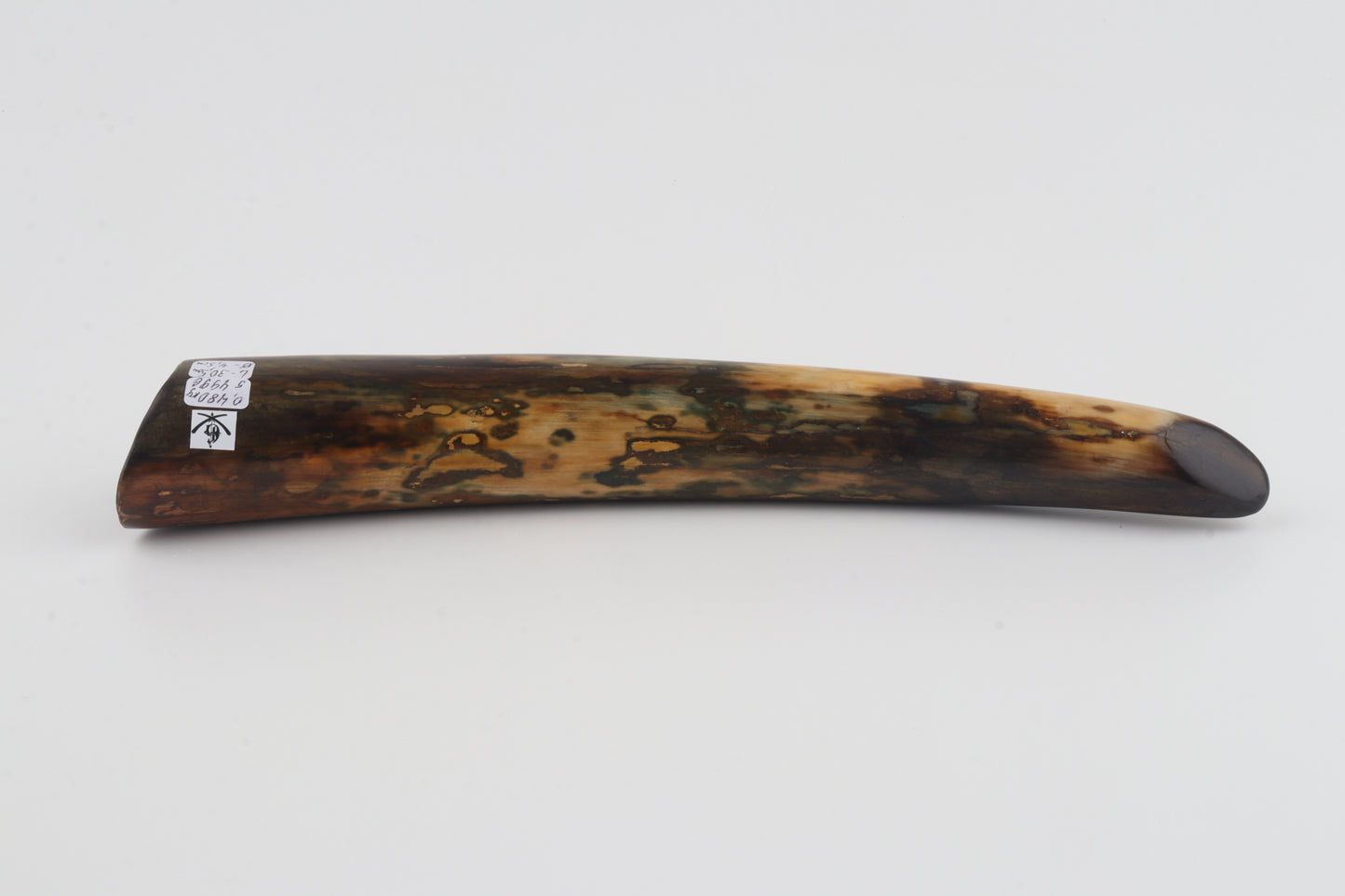 Restored woolly mamoth tusk tip