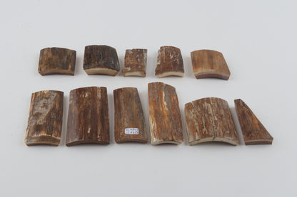Beige-brown mammoth bark pieces