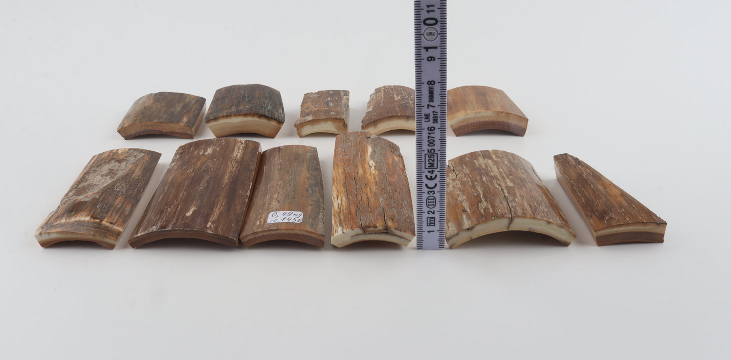 Beige-brown mammoth bark pieces