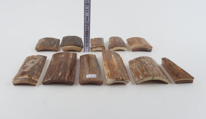 Beige-brown mammoth bark pieces