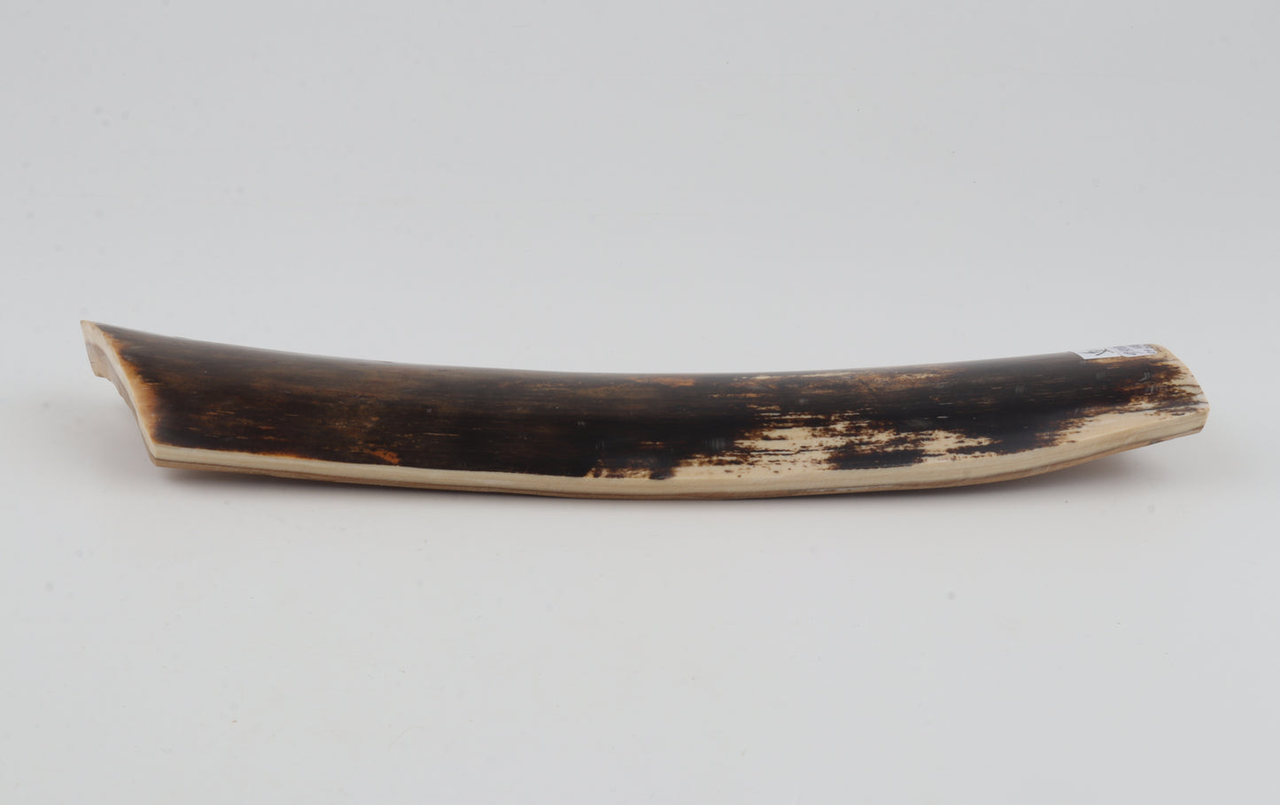 Brown mammoth bark