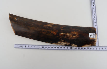 Brown mammoth bark