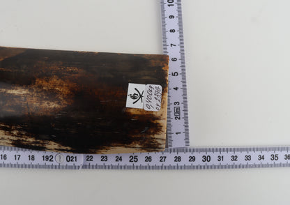 Brown mammoth bark