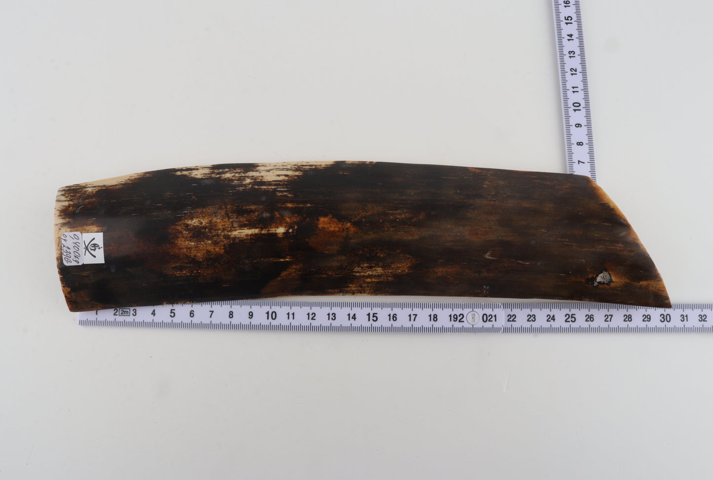 Brown mammoth bark