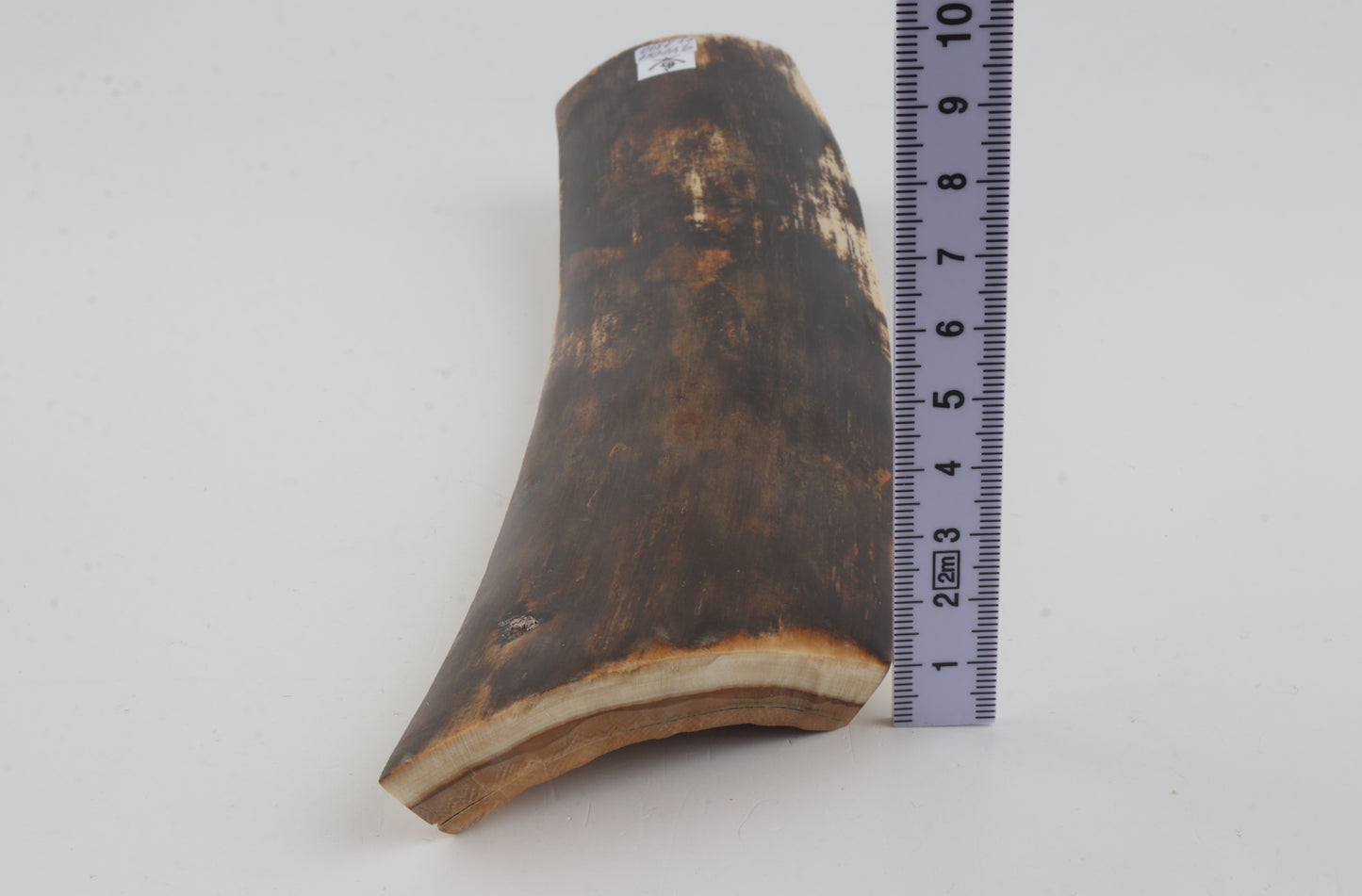 Brown mammoth bark