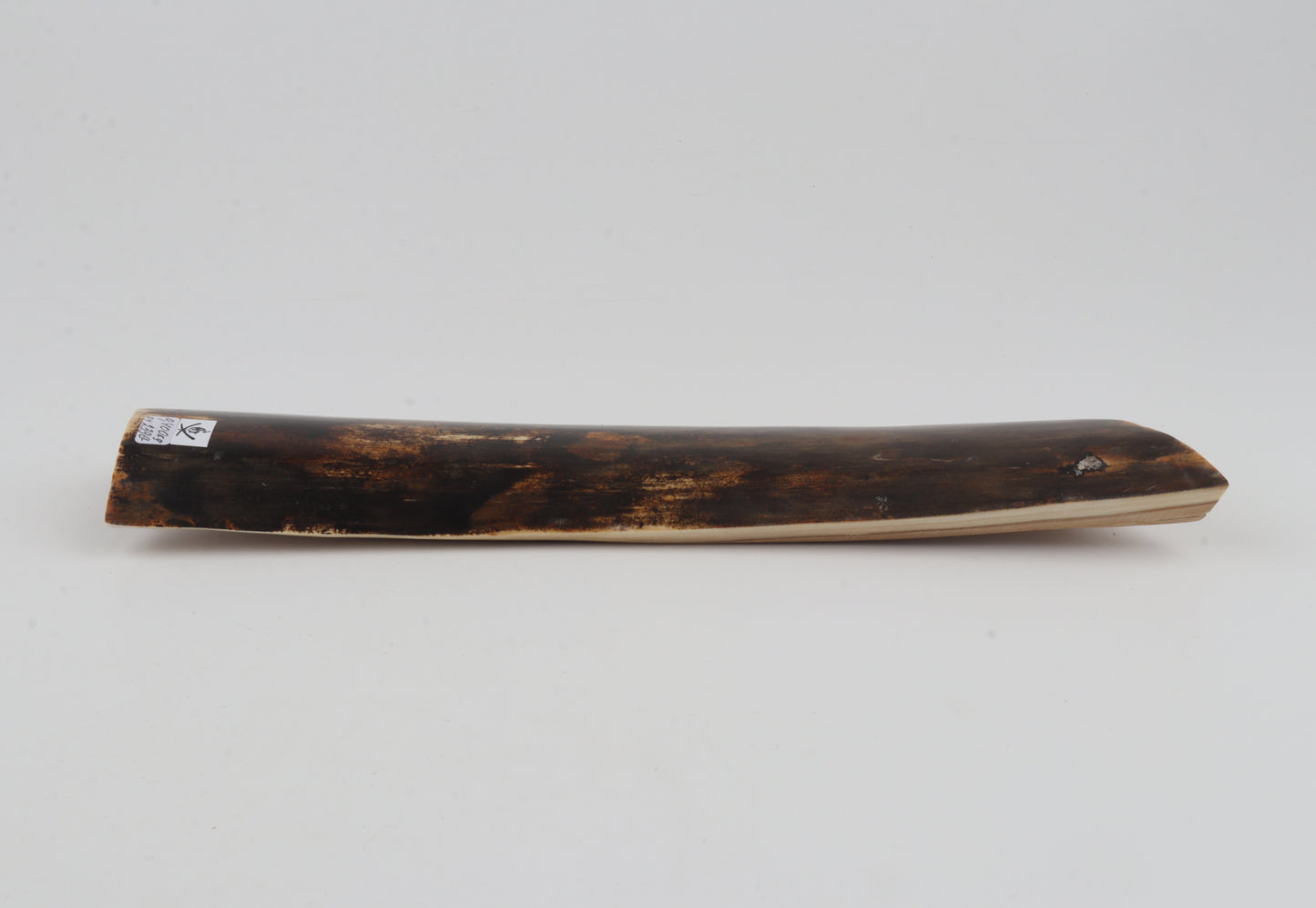 Brown mammoth bark