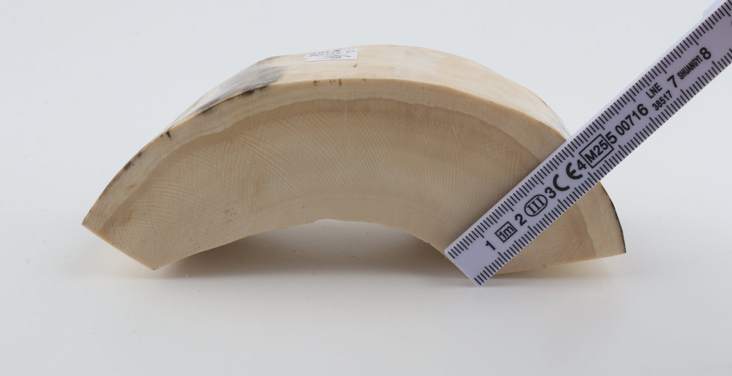 Natural mammoth tusk piece