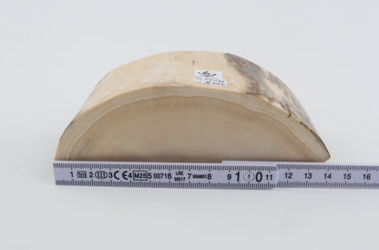 Natural mammoth tusk piece