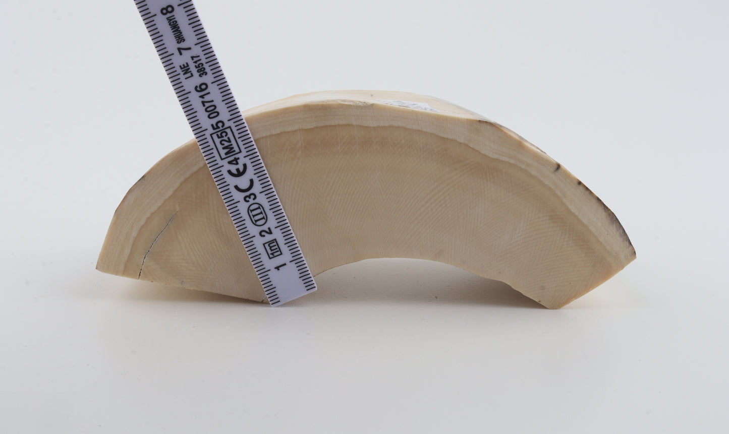 Natural mammoth tusk piece